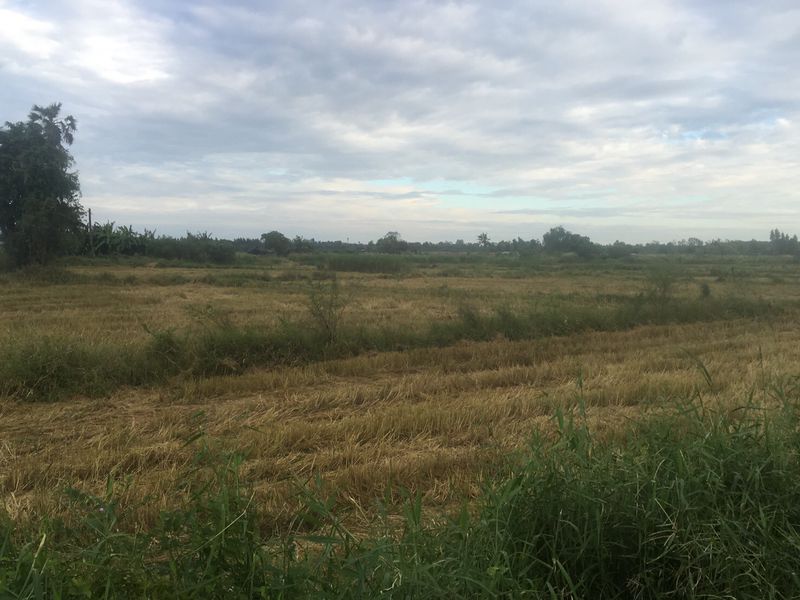 ที่ดิน 36 ไร่ 2 งาน 92 ตารางวา  ซอยบ้านหนองโมก ตำบลนาเริก อำเภอ พนัสนิคม จังหวัดชลบุรี