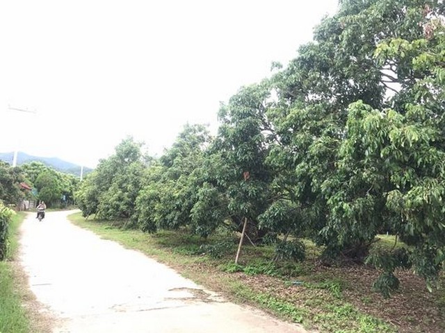 ขายที่ดินสวนลำไย 9ไร่ มีโฉนด 5ไร่ 2.5ลบ.ถนนคอนกรีต น้ำไฟพร้อม บ้านห้วยกาน ต.บ้านโฮ่ง อ.บ้านโฮ่ง ลำพูนสวนเป็นที่เดียวกันรวม 9 ไร่ มีโฉนด 5 ไร่และมีที่ด้านหลังที่ยังไม่ได้ออกโฉนด อีกประมาณ 4ไร่ราคา 2,500,000 บาทมีสวนลำไย มะม่วง พร้อมทำผลผลิต หรือสร้างบ้านได้ถนนคอนกรีต น้ำประปา ไฟฟ้า พร้อม (มีสิ่งปลูกสร้างให้เรียบร้อย)พิกัด บ้านห้วยกาน หมู่ 1 ซอย37 ตำบลบ้านโฮ่งอำเภอบ้านโ