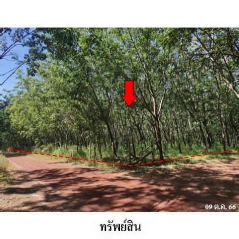 ขายที่ดินว่างเปล่า ถนน สายบ้านาป่าน-บ้านคำไผ่ (บก.3013) ตำบล วิศิษฐ์ อำเภอ เมืองบึงกาฬ จังหวัด บึงกาฬ