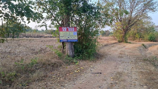 ขายที่ดิน 1-3-68  ไร่  หนองบัว   โกสุมพิสัย  มหาสารคราม   