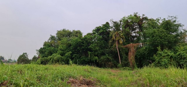 เดือนความรักหาทรัพย์สวยสักแปลง  ขายที่สวยติดแม่น้ำน่าน ชุมแสง  จ.นครสวรรค์ 300000 บาท.วิวแม่น้ำเกษตรดีงามสวยสมบูรณ์