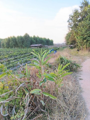 ขายที่ดินติดแม่น้ำโขง  เลขที่โฉนด 17851 เนื้อที่  18-2-70 ไร่ ต.กุดบง อ.โพนพิสัย จ.หนองคาย ด้านหน้าติดถนนโยธาธิการ หนองคาย ด้านหลังติดแม่น้ำโขง  ซื้อทรัพย์โปรพิเศษผ่อนโดยตรงกับเจ้าของได้ ทรัพย์ดีราคาคุยกันได้แถมวางดาวน์ผ่อนต่อได้ ขายยกแปลงไร่ละ 800,000 บาท  แบ่งขายไร่ละ 1 ล้านบาท ใกล้สะพานมิตรภาพไทย - ลาว  อยู่ในแหล่งชุมชน ใกล้โรงเรียน ใกล้โรงพยาบาล ใกล้วัดสำคัญทางพุท