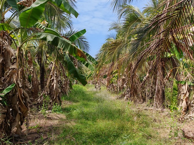 ขายที่ดินแปลงสวย ทำเลดี อ.เมือง จ.กำแพงเพชร เหมาะลงทุน-เกษตรรายละเอียดทรัพย์ที่ดินเนื้อที่ 14 ไร่ 2 งาน 97 ตารางวาตั้งอยู่ที่ ต.นครชุม อ.เมือง จ.กำแพงเพชรพื้นที่กว้าง เหมาะสำหรับทำการเกษตร บ้านสวน หรือซื้อเก็บเพื่อการลงทุนในอนาคตจุดเด่นของที่ดิน•มีบ่อน้ำขุดลึกประมาณ 15 เมตร•สามารถใช้เป็นแหล่งน้ำสำรองเพื่อทำเกษตรได้•พื้นที่ดินขนาดใหญ่ จัดสรรการใช้งานได้�