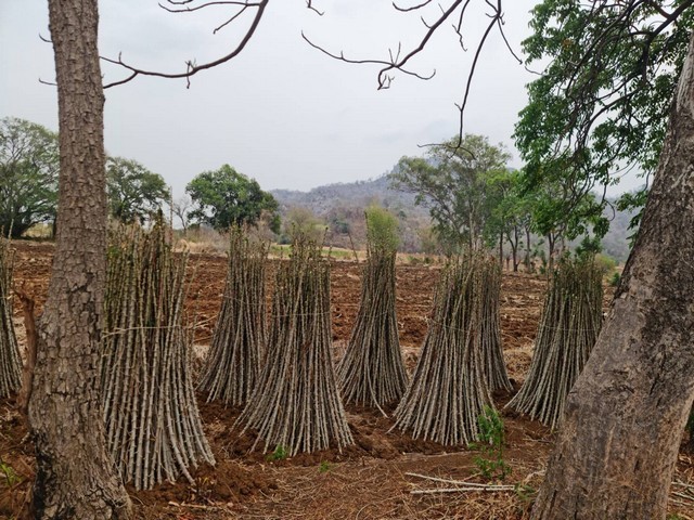 ขายที่ดินติดภูเขา เลขที่โฉนด 91711 ต.พระนอน อ.เมือง จ.นตรสวรรค์ 5ไร่เศษ แบ่งโฉนดขาย ไร่ละ 300,000  บาท โทร 096-882-1857 เอกสารสิทธิ์โฉนดครุฑแดง  ที่สวยวิวสวย วิวดีมากมาย อยู่ระหว่างหุบเขา 2 ลูก  ขนานกัน ดินดีสมบูรณ์ เพาะปลูกได้งาม  ใกล้แหล่งชุมชน  ใกล้ UFO เขากะลา ถิ่นมหัศจรรย์น่าพิสูจน์มนุษย์ต่างดาว   ใกล้มูลนิธิปากน้ำโพ  อยู่ใกล้วัดคีรีสวรรค์   ใกล้ ส.คอบร่า แคมป์  ไม่ไกลจากโรงเร