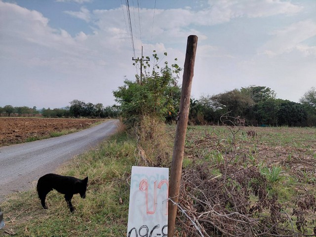 ขายที่ดินปากช่อง ทำเลทอง มีอนาคต ที่ประชุมให้เป็นเมืองหลวงที่ 2 ของประเทศไทยที่สำคัญความเจริญเข้ามาเยอะมากมาย โดยเฉพาะรถไฟฟ้าความเร็วสูง ถนนทางM6 แบ่งขาย 2ไร่- 8ไร่ โฉนด ต.วังไทร อ.ปากช่อง จ.นครราชสีมา โคราชที่ดินราคาพุ่งสูงขึ้นไวเรื่อยๆอย่างต่อเนื่อง รีบซื้อเก็บไว้น่าลงทุนเก็งกำไร ที่สูงปลอดภัยน้ำท่วม++ ไร่ละ  2.9 ล้านบาท พร้อมโอน++ สูงจากระดับน้ำทะเลประมา�