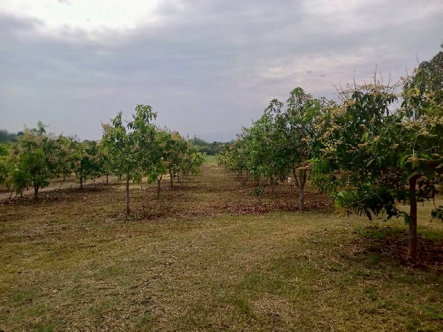 ขายที่ดิน สวนมะม่วง ลำพูน เนื้อที่ 16-0-34 ไร่ ต.เหล่ายาว อ.บ้านโฮ่ง จ.ลำพูนสวนมะม่วง ม่วงโตน  ซ.18  ถ.ม่วงโตน-ท่าลี่ (ทางหลวงหมายเลข 1010) ต.เหล่ายาว อ.บ้านโฮ่ง จ.ลำพูน สวนอยู่ย่านชุมชน ที่อยู่อาศัย ทำเลดีมาก อากาศดีมากๆๆ สดชื่น วิวภูเขาไฟฟ้า น้ำประปา และระบบน้ำใต้ดิน เข้าถึงมะม่วงออกลูกแล้ว เป็นสวนมะม่วงพันธ์เขียวมรกต มีประมาณ 1,000 ต้น เก็บผลผลิตได้แล้วมีบริการหลังการข