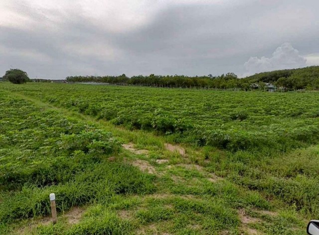 TEL : 092-288 9359 คุณดนิตาLine : https://line.me/ti/p/yxo92dHWP1รายละเอียด : เนื้อที่ขนาด 24 ไร่ผังสีม่วงลายถนนคอนกรีต ไฟฟ้า ปะปา พร้อ ถนนลาดยางกว้าง 8 เมตรขนาดแปลงกว้าง 80 ลึก 480 เมตรราคาขายไร่ละ 2,700,000 บาทค่าธรรมเนียมโอน+ภาษี คนละครึ่งสถามที่ใกล้เคียง : - ห่างจาก WHA36 ประมาณ 3 กม.- ห่างจากท่าเรือมาบตาพุต ประมาณ 32 กม.- ห่างจากท่าเรือแหลมฉบัง ประมาณ  36 กม.- ห่างจากพัทยา ประมาณ  40 กม.- ห่างจากสนามบินสุวรรณภูมิ ประ�