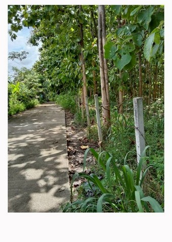 ขายยกแปลง 4.9 ล้าน 3-3-50 ตรว. สวนสักแปลงสวย ทำเลดี #โซนสันทราย ที่ดินเหมาะสำหรับลงทุนระยะยาว หรือถือครองเป็นทรัพย์สินที่มีมูลค่าเพิ่มในอนาคตขนาดที่ดิน3 ไร่ 3 งาน 50 ตารางวารายละเอียดสวนสักต้นสักอายุประมาณ 15–20 ปีจำนวนกว่า 1,000 ต้นมี ค้อนประทับไม้ถูกกฎหมาย แถมให้พร้อมดำเนินการราคาขายยกแปลงเพียง 4.9 ล้านบาทพร้อมโอนเหมาะสำหรับนักลงทุนไม้สักซื้อเก็บเป็นทรัพย์สินระย