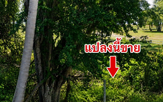 **ขายที่ดินติดทะเล บ่อนอก ประจวบฯ 453 ตร.ว. เพียงตร.ว.ละ 25,000 บาท**ที่ดินแปลงสวย ทำเลศักยภาพสูง อำเภอเมืองประจวบคีรีขันธ์ โซนบ่อนอก ขนาด 453 ตารางวา หน้ากว้างประมาณ 11 เมตร ลึกยาวถึงทะเลประมาณ 126 เมตร จุดเด่นหายากคือ “ด้านหน้าติดถนน ด้านหลังติดทะเล” ใช้งานได้ครบทั้งการเดินทางและการพัฒนาเป็นทรัพย์ริมทะเลราคาเพียงตารางวาละ 25,000 บาท รวมทั้งแปลงประมาณ **11.325 ล้านบาท** ถือเป็