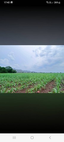 #ขายด่วน ขายถูก ที่ดินอำเภอหนองม่วง จังหวัดลพบุรี เนื้อที่ 14 ไร่#รายละเอียดและที่ตั้ง-ที่ดินขนาด 14 ไร่-ตั้งอยู่ ตำบลบ่อทอง อำเภอหนองม่วง จังหวัดลพบุรี-ใกล้วัดโพธิ์เงิน-ใกล้ฟาร์มไก่สมหวัง-ที่ดินวิวสวย วิวภูเขา-เหมาะสำหรับทำไร่ข้าวโพด ไร่อ้อย ไร่มัน**ราคาขายเพียงไร่ละ 90,000 บาท#สนใจติดต่อโทร061-752-4164กมลพรรณ