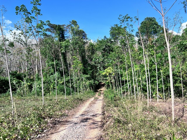 ขายที่ดินสวนยาง จังหวัดสตูล ทำเลธรรมชาติ ราคาพิเศษขายที่ดินสวนยางพารา จ.สตูล  บรรยากาศดี เงียบสงบ โอบล้อมด้วยธรรมชาติ เหมาะสำหรับทำสวน ทำเกษตร บ้านสวน หรือรีสอร์ทเชิงธรรมชาติ เดินทางสะดวก ใกล้ถนนทางหลวงเพียงเล็กน้อย **รายละเอียดที่ดิน*** เนื้อที่ **23 ไร่ 12.5 ตารางวา*** สวนยางพารา บรรยากาศร่มรื่น* ห่างจากถนนทางหลวงเพียง **300 เมตร*** การเดินทางสะดวก เข้าออกง่าย* พื้น