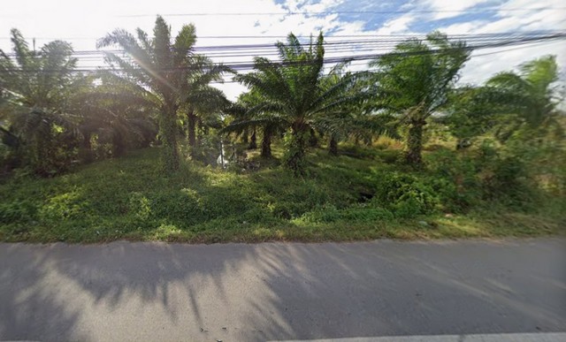  ขายที่ดินสวนปาล์ม ทำเลดี เดินทางสะดวก จ.สตูล  ที่ดินสวย ติดถนน เหมาะสำหรับทำการเกษตร ลงทุน หรือพัฒนาโครงการในอนาคต บรรยากาศดี ใกล้แหล่งชุมชนและสิ่งอำนวยความสะดวก รายละเอียดทรัพย์ : * เนื้อที่ **10 ไร่ 1 งาน 10.5 ตารางวา** * ที่ดิน **ติดถนน** เข้า-ออกสะดวก * หน้ากว้างประมาณ **59 เมตร** * ความยาวลึก **จนสุดสวนปาล์ม** * พื้นที่เหมาะสำหรับทำสวนเกษตร ขยายกิจการ หรือซื้อเก็บเพื่อการ