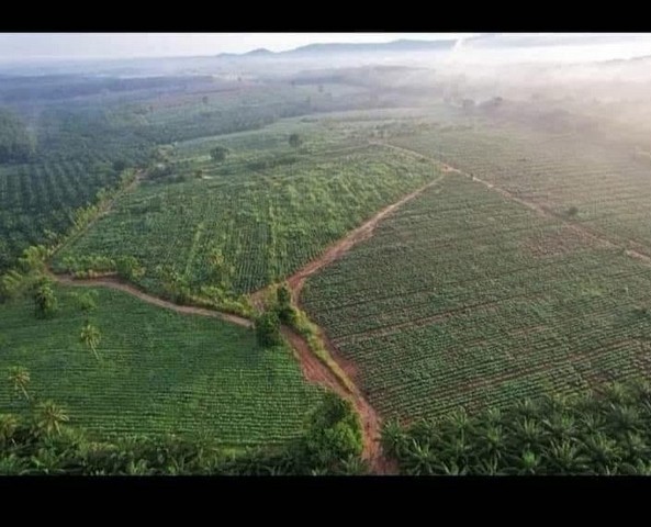 ขายที่ดิน แปลงสวย 1,065 ไร่ ผังสีเหลือง แปลงใหญ่ บ้านบึง ชลบุรีราคาขาย 1,200,000 ล้านบาท / ไร่สนใจต่อลองราคาได้กับเจ้าของเลยครับที่หน้าแปลงแปลงสวย 1,065ไร่ ที่ดินติดถนนสาธารณะทั้ง 3 ด้าน- ไฟฟ้า 3 เฟส- มีต้นยาง และต้นไม้อื่นเต็มพื้นที่- รอบเเปลงมีถนนสาธารณะสถานที่ใกล้เคียง- เดินทางจากถนน331 ประมาณ4 km.- ท่าเรือเเหลมฉบัง 60 km.- ใกล้โรงไฟฟ้าเขตหนองใหญ่ชลบุรีที่ตั้ง : ต.หนองไผ่แก้ว 