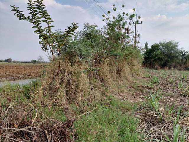 ขายที่ดินปากช่อง ทำเลทอง มีอนาคต ที่ประชุมให้โคราชเป็นเมืองหลวงที่ 2 ของประเทศไทยที่สำคัญความเจริญเข้ามาเยอะมากมาย โดยเฉพาะรถไฟฟ้าความเร็วสูง ถนนทางM6แบ่งขาย  1 ไร่ -  8 ไร่ โฉนด ต.วังไทร อ.ปากช่อง จ.นครราชสีมา โคราชที่ดินราคาพุ่งสูงขึ้นไวเรื่อยๆอย่างต่อเนื่อง รีบซื้อเก็บไว้น่าลงทุนเก็งกำไร ที่สูงปลอดภัยน้ำท่วม++ ไร่ละ 2.9 ล้านบาท พร้อมโอน++ สูงจากระดับน้ำทะเ�