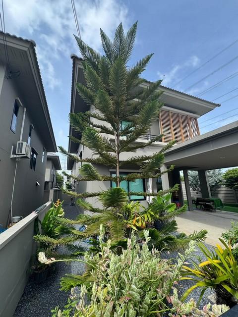 ให้เช่าบ้าน 2 ชั้น โครงการโคโม่ โบทานิก้า บางนา ( Como Botanica Bangna ) หลังริม ใกล้ Mega Bangnaราคาเช่า 55,000 บาท / เดือนที่ตั้ง ถนนกิ่งแก้ว ซอยกิ่งแก้ว 25/1 ตำบลบางพลีใหญ่ อำเภอบางพลี จังหวัดสมุทรปราการ 10540ติดต่อ : คุณภัสพงณ์ 0634098164Line : deedaa24https://www.facebook.com/profile.php?id=61581484955548เนื้อที่ 56 ตารางวา พื้นที่ใช้สอย 165 ตารางเมตร จำนวน 2 ชั้น 3 ห้องนอน 3 ห้องน้ำ ที่จอดรถ 2 คันบ้านหลังริม โครงการยูนิตน้อย มีความเป็นส่วนตัวสู